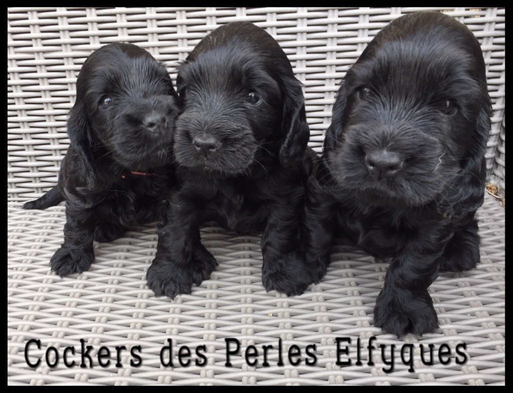 Des Perles Elfyques - Cocker Spaniel Anglais - Portée née le 26/04/2018